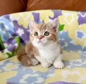 マンチカン(短足)【神奈川県・女の子・2025年8月5日・レッドタビー&ホワイト】の写真8