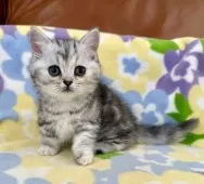 マンチカン(短足)【神奈川県・女の子・2025年4月28日・シルバータビー】の写真8