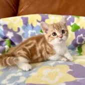 マンチカン(短足)【神奈川県・女の子・2025年8月5日・レッドタビー&ホワイト】の写真9