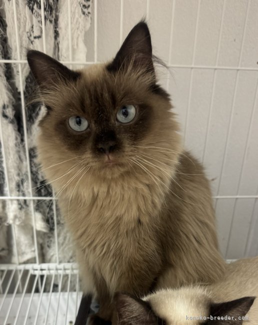 トイボブ【・女の子・2021年11月4日・シールミンク】「ピビンそっくりの顔です。」