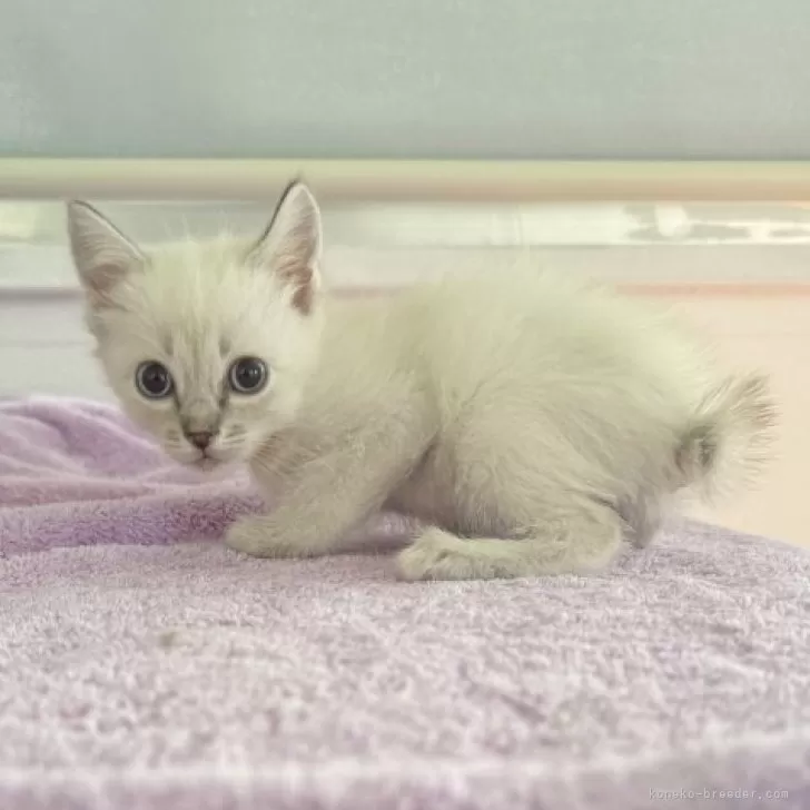 ID：2312-02094の子猫