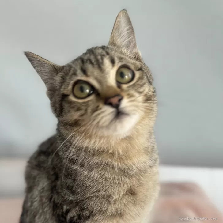 ID:2312-01465の子猫