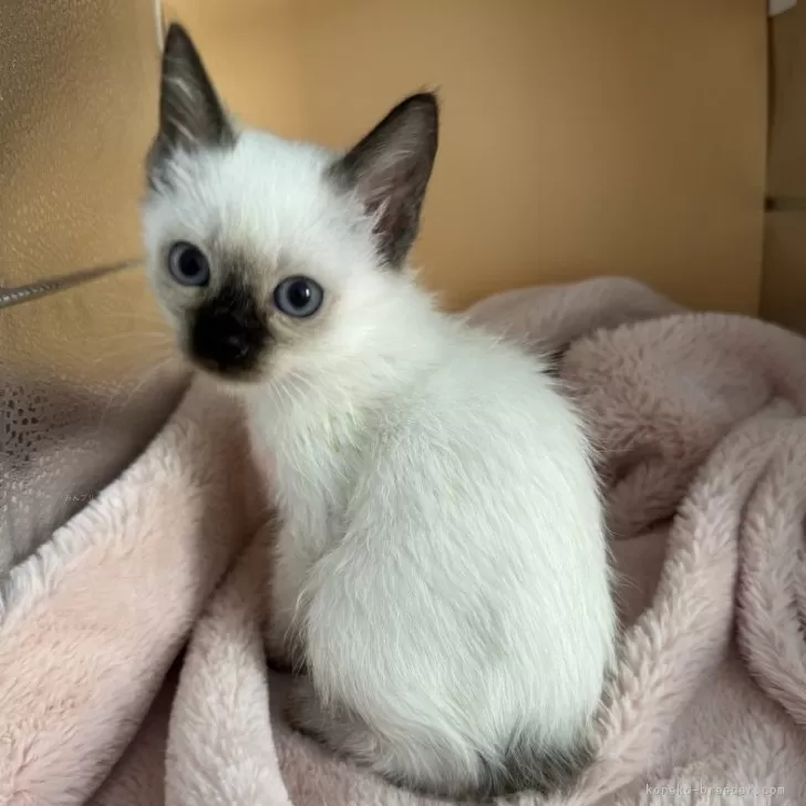 ID:2312-02103の子猫