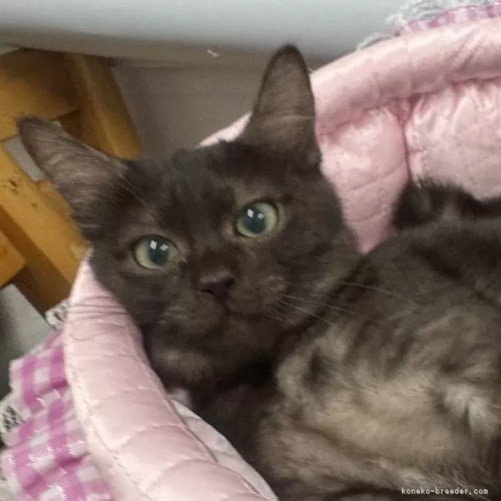 ID:2403-00732の子猫