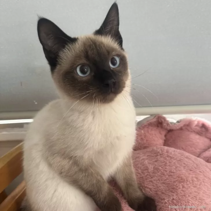 ID:2312-01458の子猫