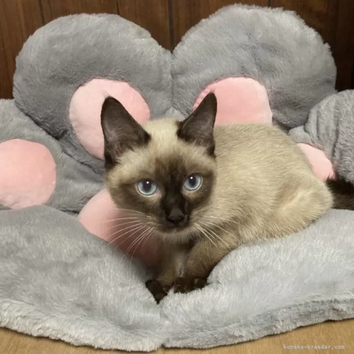 ID：2401-01393の子猫