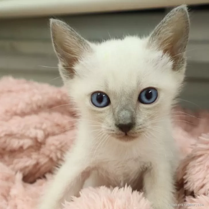 ID：2410-01808の子猫