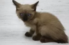 トイボブ【長野県・男の子・2025年9月1日・ミンク】の写真11