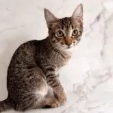 トイボブ【長野県・女の子・2025年4月9日・ブラウンスポッテトタビー】の写真10