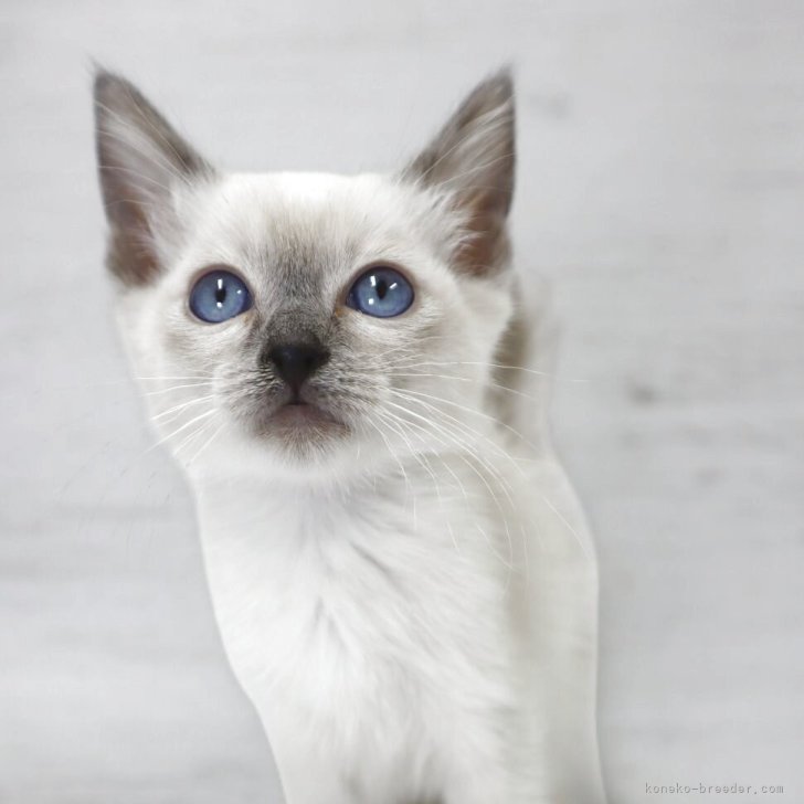 ブリーダー画像