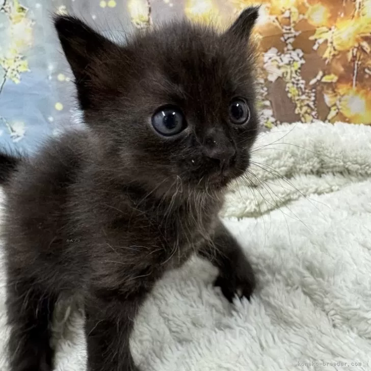 ID：2503-01332の子猫