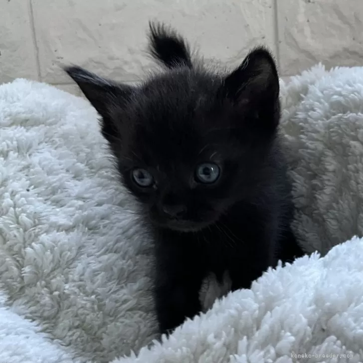 ID：2501-01437の子猫