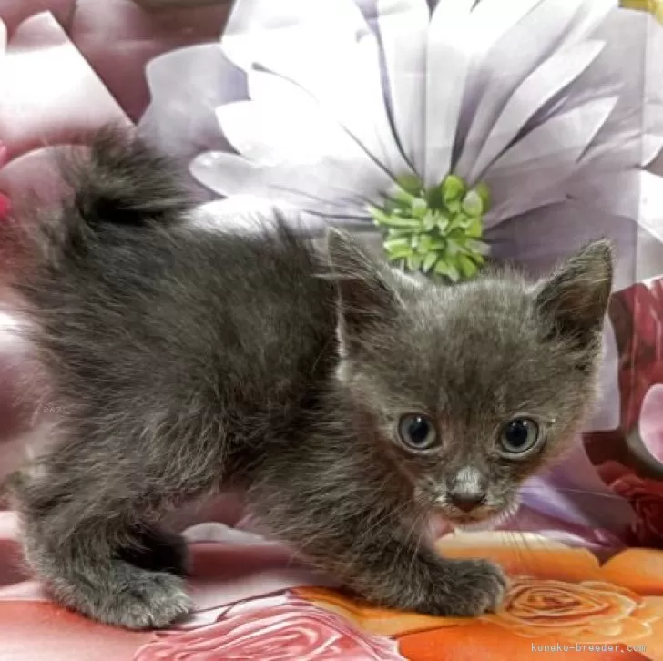 ID:2507-00353の子猫