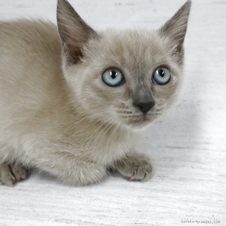 ブリーダー画像