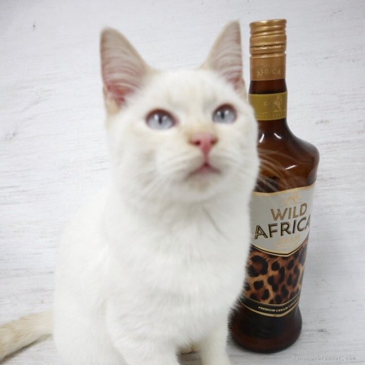 ブリーダー画像