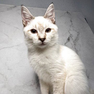 トイボブ【長野県・男の子・2025年4月9日・シールリンクスポイント（ショート）】の写真「世界1小さい猫種、綺麗なリンクスの男の子です。」