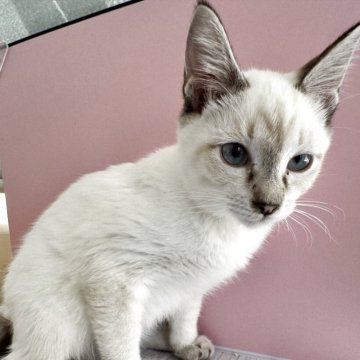 トイボブ【長野県・女の子・2025年4月9日・シールリンクスタビー（ショート）】の写真「とても小さい猫ちゃんです。」