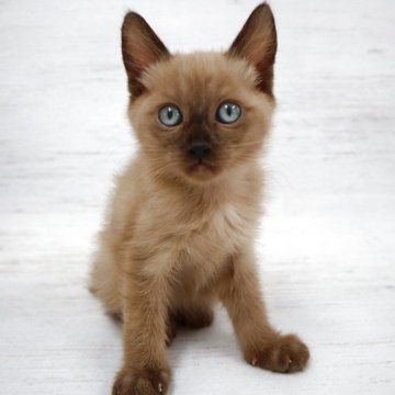 トイボブ【長野県・男の子・2025年9月1日・ミンク（ショートヘアー）】の写真「世界1小さい猫種！大きな目の可愛いミンクです。」