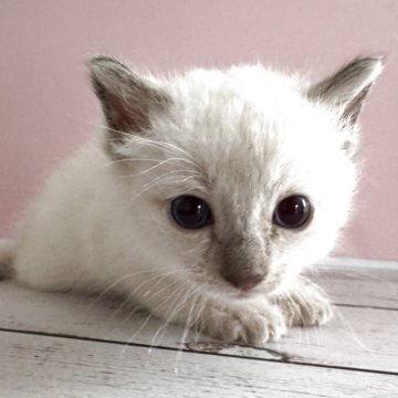 トイボブ【長野県・男の子・2025年9月1日・シールポイント（ショートヘアー）】の写真「小さい猫、大きな目の可愛いです。」