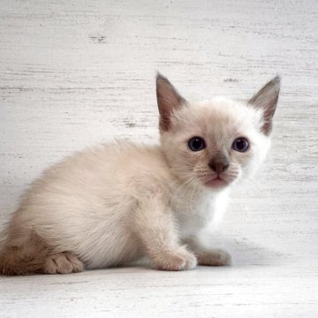 トイボブ【長野県・男の子・2025年9月1日・シールポイント（ショートヘアー）】の写真「小さい猫、とても小さい体です。」