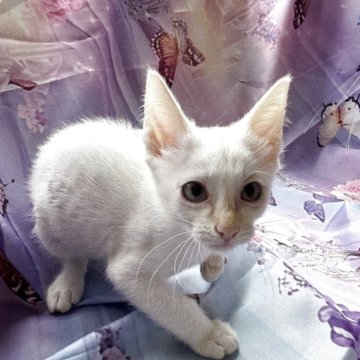 トイボブ【長野県・男の子・2025年4月9日・レッドポイント（ショート）】の写真「とても綺麗なレッドポイントです。」