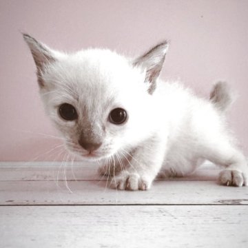 トイボブ【長野県・男の子・2025年9月1日・シールポイント（ショートヘアー）】の写真「小さい猫、とても小さい体です。」