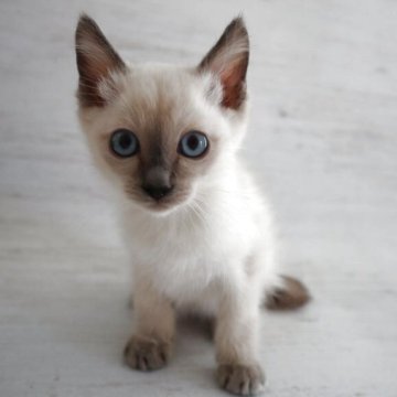 トイボブ【長野県・男の子・2025年9月1日・ブルーポイント（ショートヘアー）】の写真「世界1小さい猫種トイボブ、大きな目の可愛いです。」