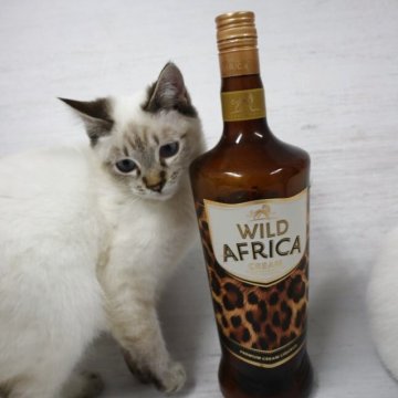 トイボブ【長野県・男の子・2025年6月13日・リンクスポイント（ショートヘアー）】の写真「小さくて人懐っこいリンクスポイント!」