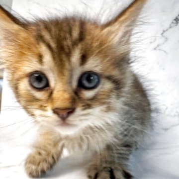 ピクシーボブ【長野県・男の子・2025年9月6日・ブラウンスポッテトタビー(ロングヘアー)】の写真「日本初、珍しい野生的な猫です」