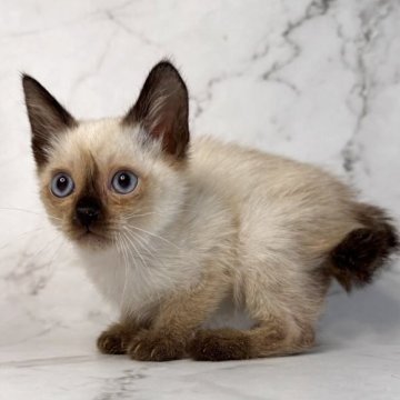 トイボブ【長野県・男の子・2025年9月1日・シールポイント（ショートヘアー）】の写真「小さい体、目が大きくてブルーです。」