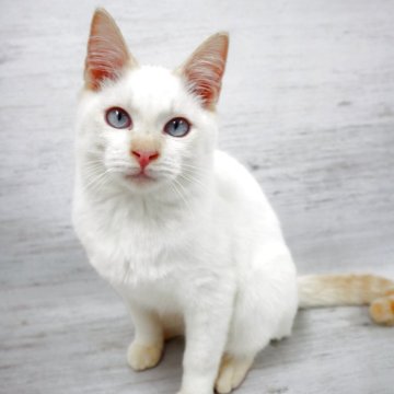 トイボブ【長野県・男の子・2025年4月9日・レッドポイント（ショート）】の写真「世界1小さい猫種！とても人懐っこいレッドポイント」