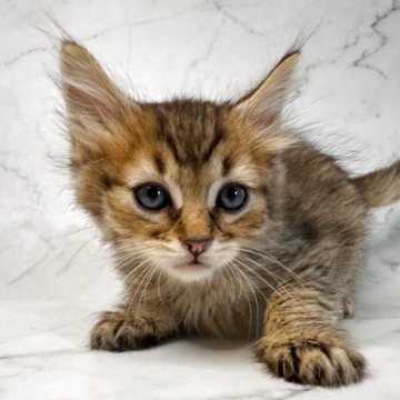 ピクシーボブ【長野県・男の子・2025年9月6日・ブラウンスポッテトタビー(ロングヘアー)】の写真「日本初、珍しい野生的な猫です。珍しい猫が好きな方!」