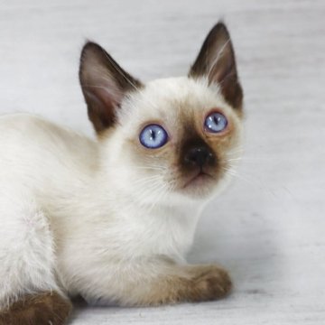 トイボブ【長野県・男の子・2025年9月1日・シールポイント（ショートヘアー）】の写真「小さい体、目が大きくてブルーです。」