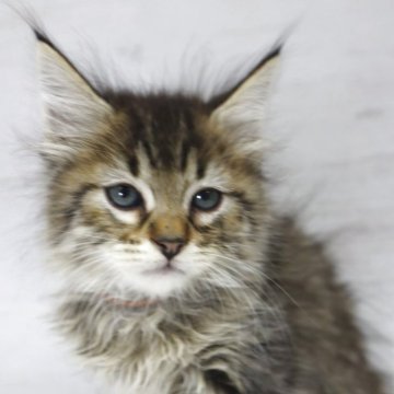 ピクシーボブ【長野県・男の子・2025年9月6日・ブラウンスポッテトタビー（ロングヘアー）】の写真「日本初、珍しい野生的な猫です」