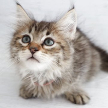 ピクシーボブ【長野県・男の子・2025年9月6日・ブラウンスポッテトタビー（ロングヘアー）】の写真「日本初、珍しい野生的な猫です。珍しい猫が好きな方！」