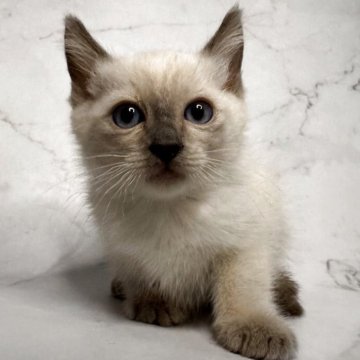 トイボブ【長野県・男の子・2025年9月1日・ブルーポイント（ショートヘアー）】の写真「世界1小さい猫種トイボブ、大きな目の可愛いです。」