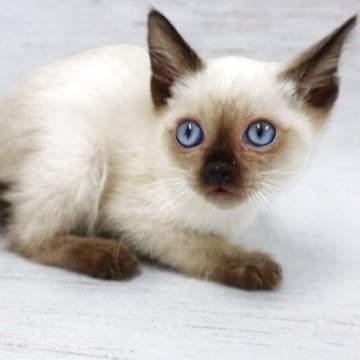 トイボブ【長野県・男の子・2025年9月1日・シールポイント（ショートヘアー）】の写真「小さい体、目が大きくてブルーです。」