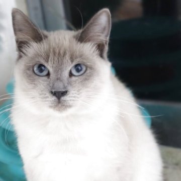 トイボブ【長野県・女の子・2025年3月20日・ブルーミンク（ショートヘアー）】の写真「世界最小の猫種トイボブ！！綺麗なブルーミンク」