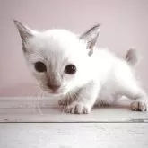 トイボブ