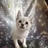 トイボブ