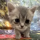 トイボブ【長野県・女の子・2025年3月1日・ブルートルティー】の写真1「綺麗なブルートルティー」