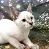トイボブ