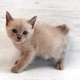 トイボブ