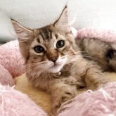 ピクシーボブ