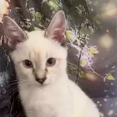 トイボブ