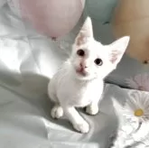 トイボブ