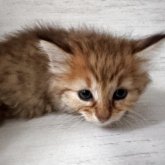 ピクシーボブ