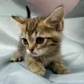 トイボブ【長野県・男の子・2025年3月1日・ブラウンタビー】の写真2