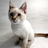 トイボブ【長野県・男の子・2025年6月13日・リンクスポイント】の写真2「とても元気です。可愛いお目々です。」