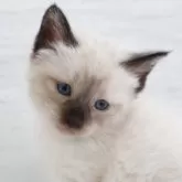 トイボブ【長野県・女の子・2025年11月15日・シールポイント】の写真3「可愛いブルーアイ」